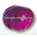 Chinese Hybird F1 Bulk Purple Red Kale Seeds For Sale